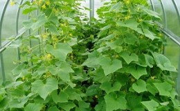 Nous cultivons des concombres en serre: les règles de soin de la plantation à la récolte