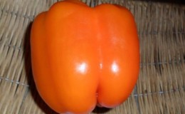 Comment faire pousser correctement du poivre bonus sibérien fructueux avec des fruits brillants et incroyablement savoureux