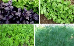 Quand semer le persil et l'aneth avant l'hiver et est-il possible de le faire