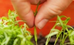 Instructions étape par étape pour les jardiniers novices: comment éclaircir correctement les carottes et à quoi ça sert