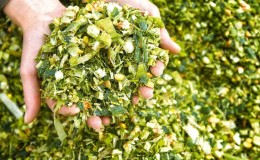 Comment se passe la culture et la récolte du maïs pour l'ensilage: les secrets de la technologie agricole du semis au stockage de la récolte