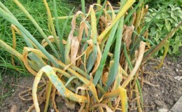 Que faire si l'oignon jaunit dans le jardin et pourquoi cela se produit