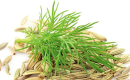 Quelle est la différence entre le fenouil et l'aneth, comment les distinguer et où les utiliser