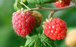 Avantages et caractéristiques des framboises précoces
