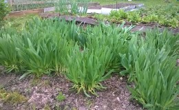 Type d'oignon résistant au froid 