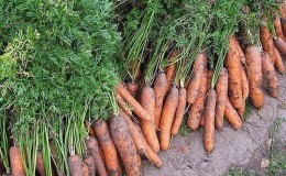 Les meilleures variétés de carottes - photos et descriptions détaillées, avis