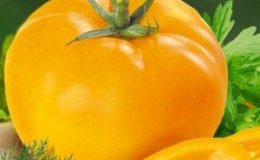 Pourquoi les résidents d'été aiment la tomate Ilya Muromets et comment la cultiver seuls sur leur propre parcelle