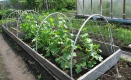 Instructions étape par étape pour les résidents d'été novices: comment attacher correctement les concombres, les meilleures façons