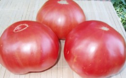 Nous cultivons une tomate géante sur notre site: secrets de plantation et conseils d'entretien