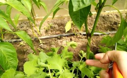 Pourquoi ai-je besoin de pincer du poivre et comment le faire correctement