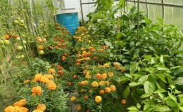 Nous corrigeons le soin des tomates: pourquoi les tomates ne fleurissent pas dans la serre comment bien aider les buissons