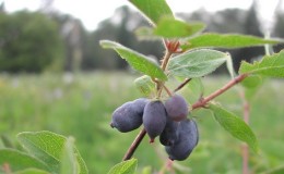 Chèvrefeuille du Kamtchatka - Description et les meilleures variétés