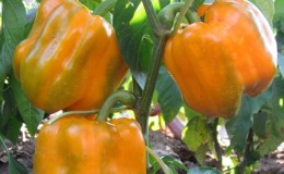 Comment faire pousser du poivre Bogdan sur votre site: un aperçu et les secrets pour obtenir une récolte riche