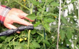 Nous traitons et prévenons les maladies de la tomate: comment traiter les tomates avec la bouillie bordelaise - instructions étape par étape pour les débutants