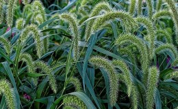 Variétés et classification du mil italien