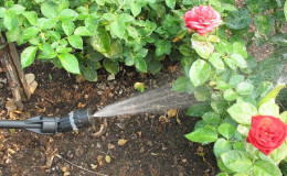 Comment protéger les buissons et comment traiter les roses au printemps contre les maladies et les ravageurs