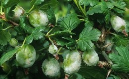 Maladies de la groseille à maquereau et leur traitement