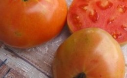 Que retenez-vous des tomates «Masterpiece» et comment obtenir une récolte décente