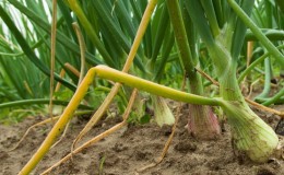 Quelles sont les maladies des oignons et comment y faire face