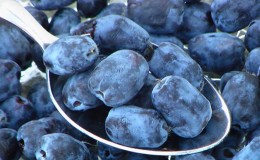 Top meilleures variétés de chèvrefeuille pour l'Oural: quelles sont les caractéristiques du choix d'une variété et de sa culture dans cette région