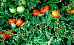 Quelles graines de tomates donnent une bonne récolte en extérieur