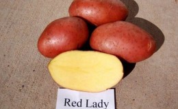 Variété de pomme de terre «Red Lady» à maturation précoce et résistante à la sécheresse pour une longue conservation