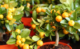 Comment faire pousser un mandarinier à la maison: règles d'entretien