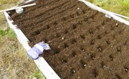 Schémas de plantation et règles de soin des oignons d'hiver