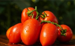 Un régal du jardin pour les vrais gourmets: tomate «Tsarskoe tentation»