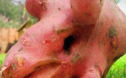 Que faire si la pomme de terre est moche et noueuse, et pourquoi c'est arrivé