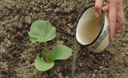 Comment, quand et quoi nourrir la citrouille pendant la floraison et la fructification: conseils des jardiniers et erreurs courantes