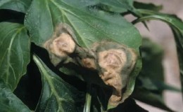 Que faire lorsque des taches brunes apparaissent sur le poivre