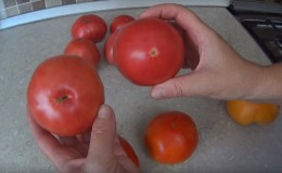 Comment préparer les graines de tomates à la maison et en obtenir une récolte d'hiver - conseils de jardiniers expérimentés