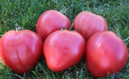 Rendement élevé et gros fruits au goût délicat: la tomate Eagle Heart - comment la cultiver soi-même sans tracas