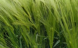 Règles pour la culture de l'orge d'hiver