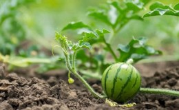 Comment arroser les pastèques à l'extérieur: fréquence et règles d'arrosage