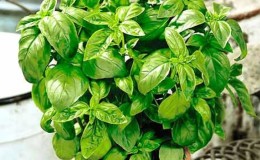 Combien de jours après le semis des pousses de basilic et quelles devraient être les pousses