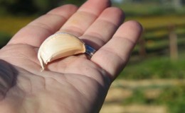 Comment bien planter l'ail avant l'hiver?