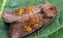 Comment se débarrasser une fois pour toutes des cuillères sur les tomates?