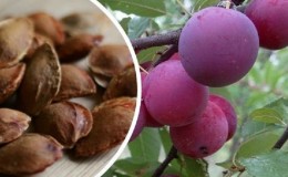 Est-il possible de faire pousser une prune cerise à partir d'une pierre à la maison et comment le faire