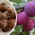 Est-il possible de faire pousser une prune cerise à partir d'une pierre à la maison et comment le faire