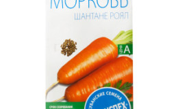 Douce variété de carottes Shantane Royal couleur orange vif