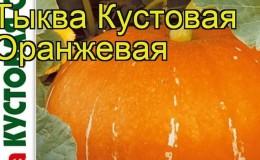 Les meilleures variétés de potiron de brousse et les caractéristiques de leur culture