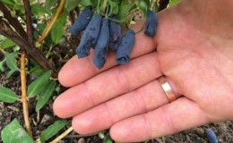 Pourquoi le chèvrefeuille ne porte pas bien ses fruits