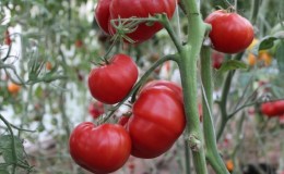 Variété à gros fruits des éleveurs bulgares - tomate 