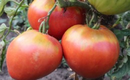 Une variété au goût et à l'arôme impeccables - tomate 