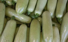 Nous sauvegardons la récolte jusqu'au printemps: comment conserver correctement les courgettes pour l'hiver et quelles conditions doivent être créées pour les légumes