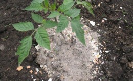 Comment nourrir les tomates pendant la fructification dans une serre: les meilleures formulations et instructions pour la procédure