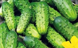 Variété de concombre 