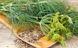 Traitement efficace à l'aneth pour l'incontinence urinaire: recettes traditionnelles et schéma posologique